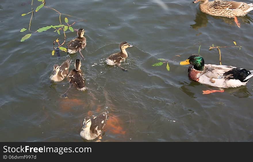 Duck with ducklings swimming in the pond and catch the bread crumbs.