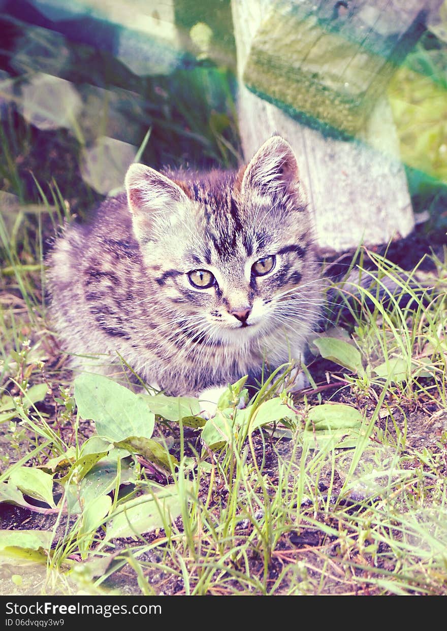 Vintage photo of cute little tabby cat. Vintage photo of cute little tabby cat.