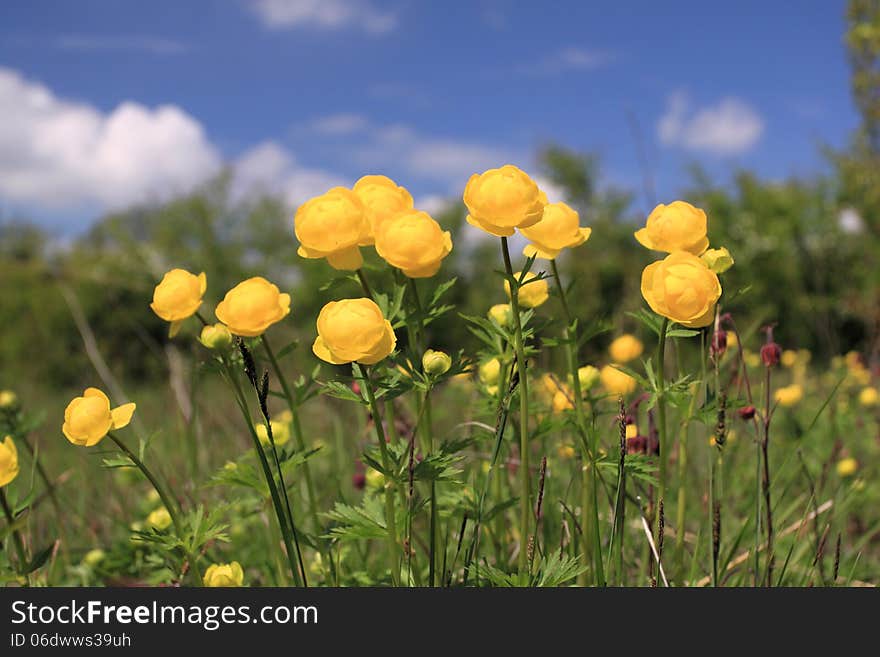 Globeflower