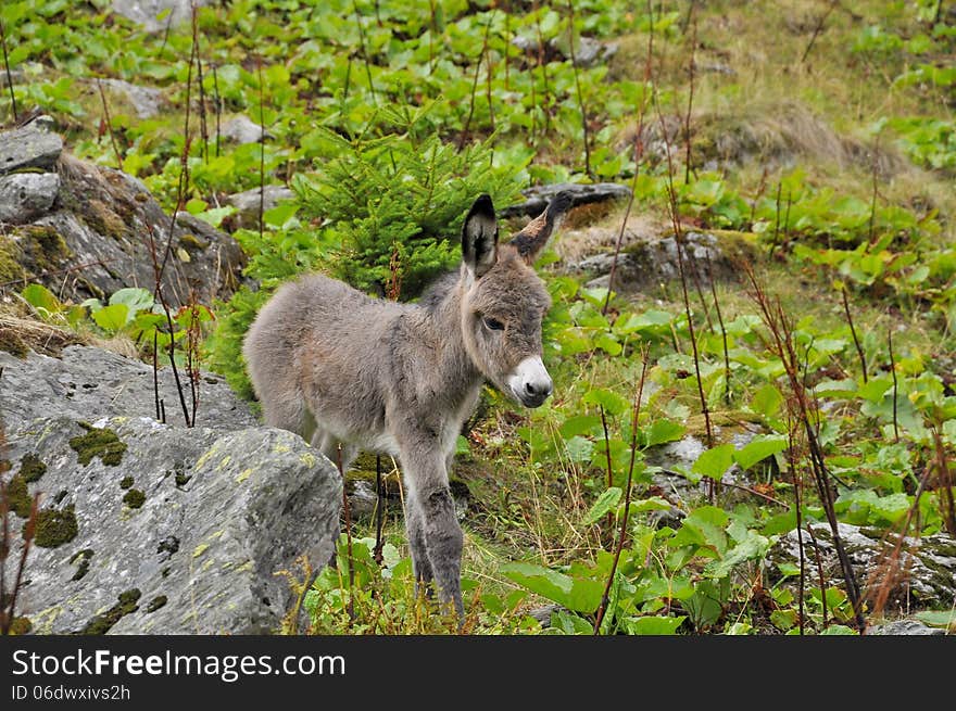 Beautiful Little Donkey Up In The Mountains