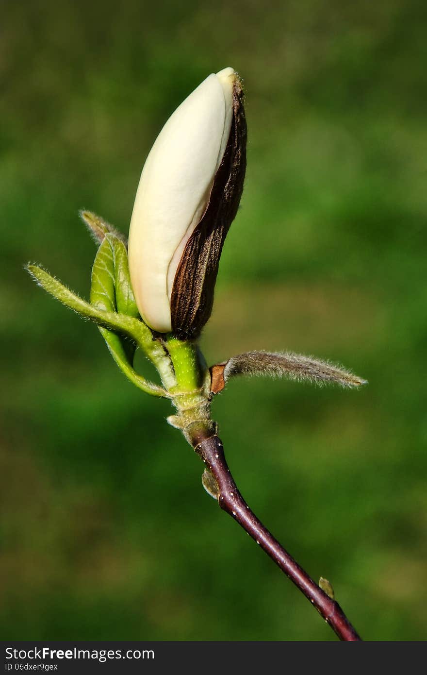 Magnolia bud ready to blossom. Magnolia bud ready to blossom