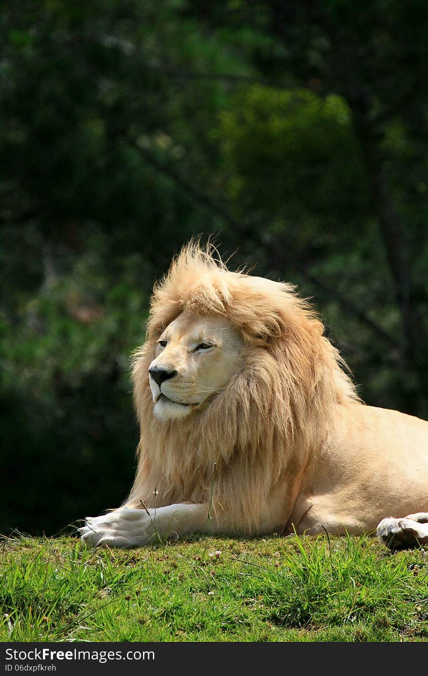 A white lion( Panthera leo krugeri ) - with a rare colour mutation - reclines on a grassy mound in a big cat sanctuary in South Africa. A white lion( Panthera leo krugeri ) - with a rare colour mutation - reclines on a grassy mound in a big cat sanctuary in South Africa.