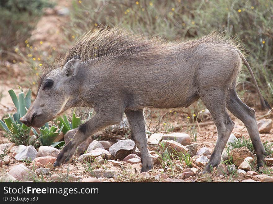 Juvenile warthog