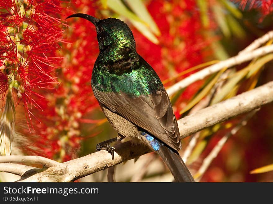 A brilliant green Southern Double Collared sunbird ( Cinnyris chalybeus ) feeds on the nectar of bright red bottlebrush flowers in South Africa. A brilliant green Southern Double Collared sunbird ( Cinnyris chalybeus ) feeds on the nectar of bright red bottlebrush flowers in South Africa.