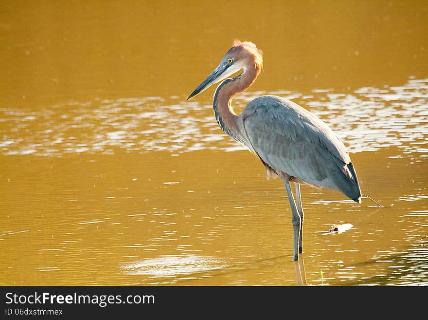 Goliath heron