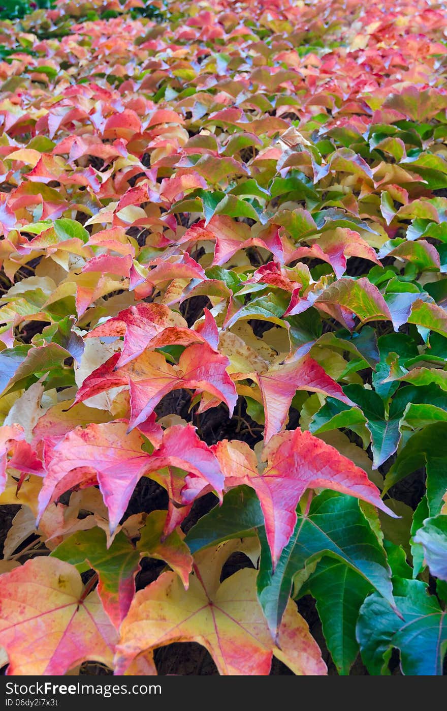 Grape Ivy leaves on a wall in autumn season. Grape Ivy leaves on a wall in autumn season