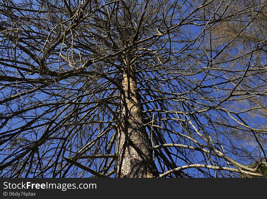 Dead tree in the forest