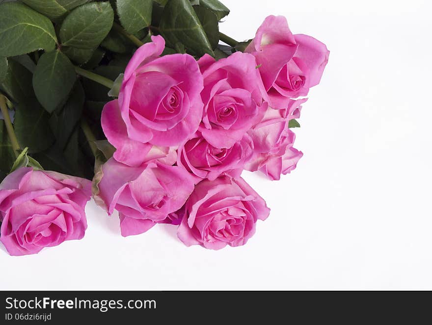 Pink Roses