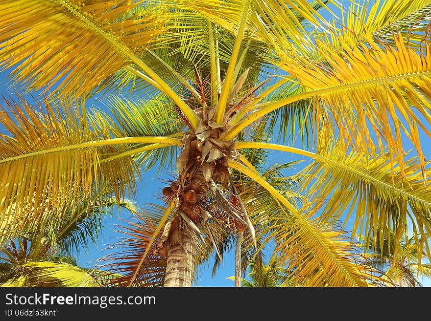 Tropical background, oalm tree againsta bue sky