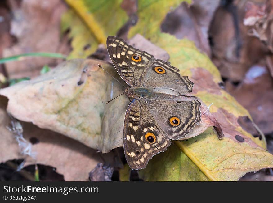 Close up of Lemon Pansy (Junonia lemonias) butterfly on dry leaves. Close up of Lemon Pansy (Junonia lemonias) butterfly on dry leaves