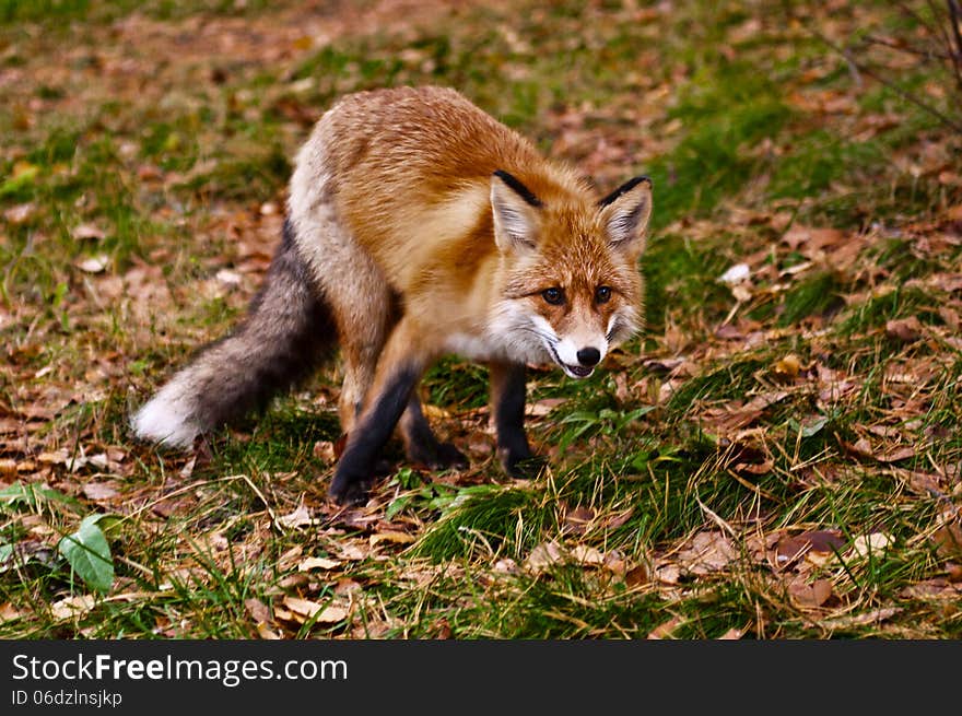 Wild fox at autumn leaves