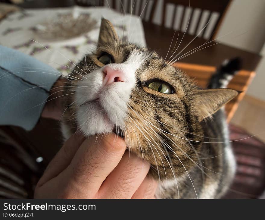 Happy fat tabby cat with white furs in her owners hands. Happy fat tabby cat with white furs in her owners hands.