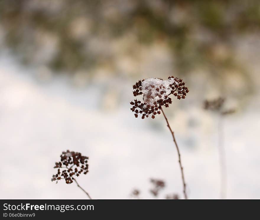 Fragile winter impression