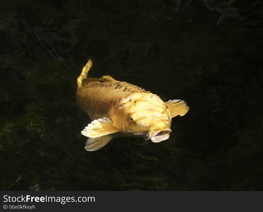 Koi Fish Swimming Into the Light