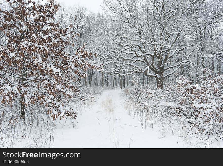 Lane through forest,winter.