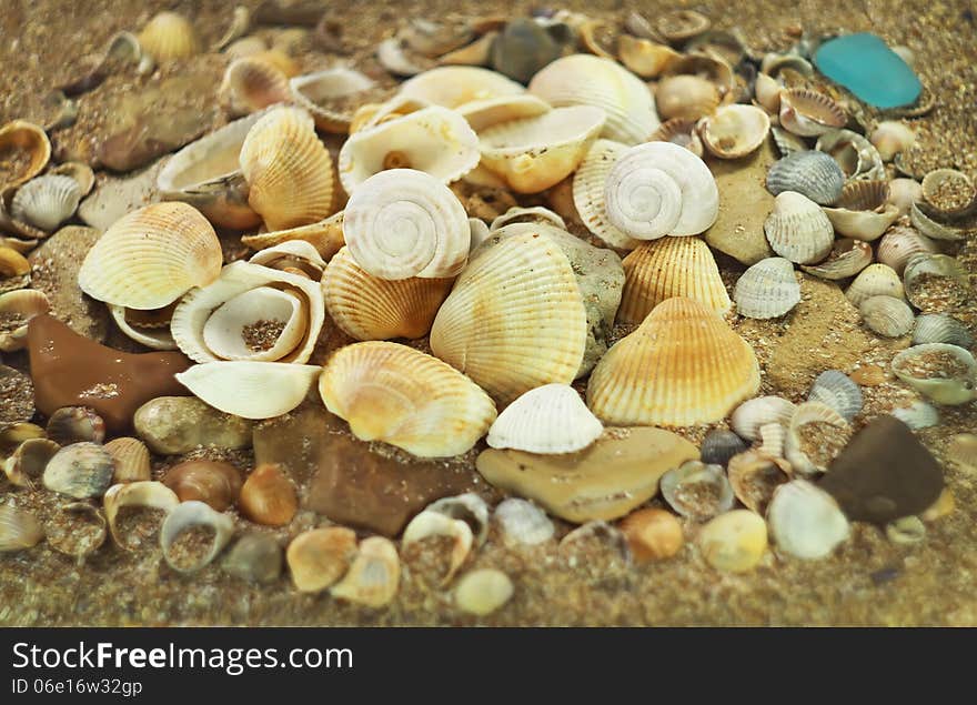 Group of shells on the beach