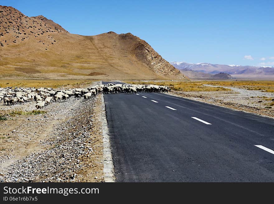 A flock of sheep is crossing the road. A flock of sheep is crossing the road.