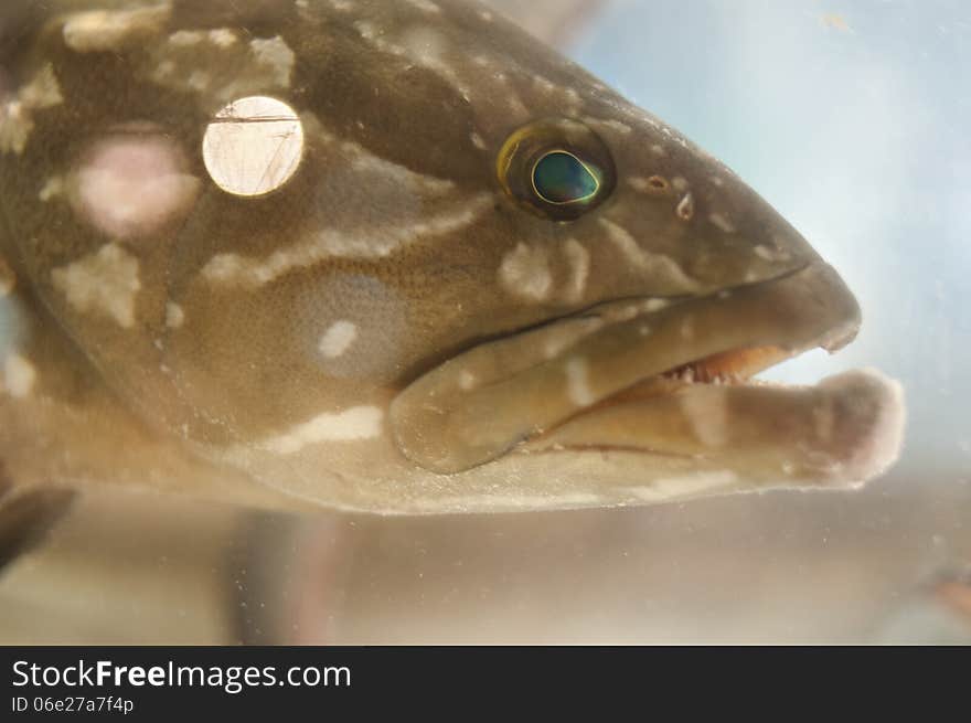 Big fish head with open mouth and focus on eye