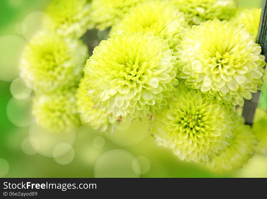 Green Flowers