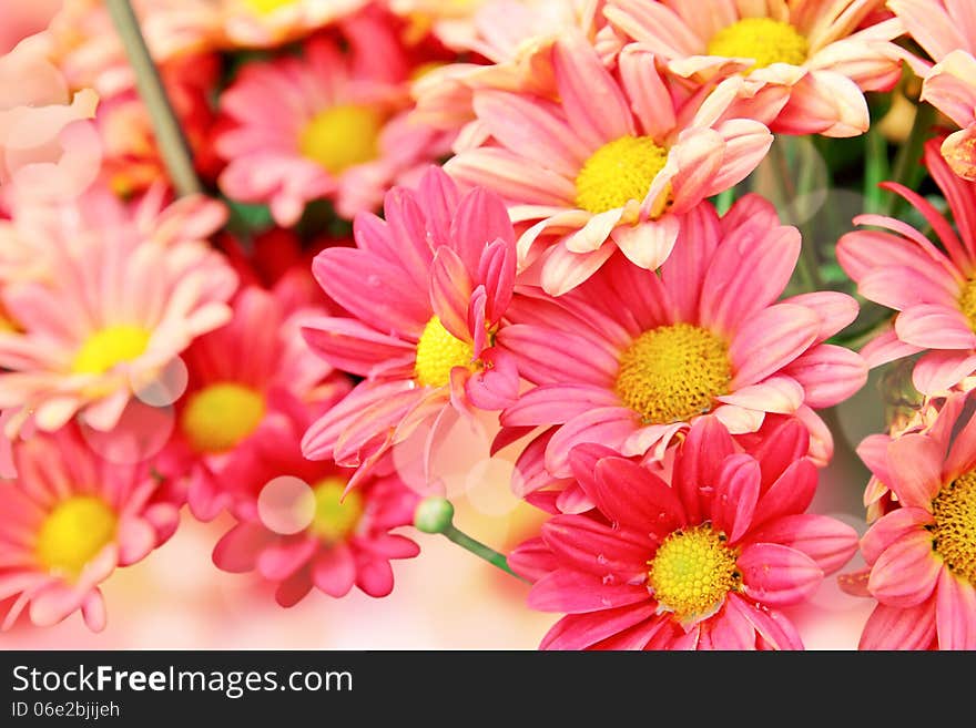 Pink daisy flowers