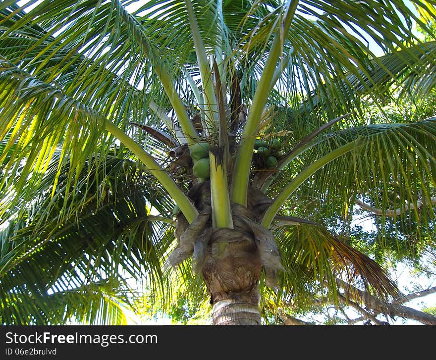 Photography with scene of the coco palm as background