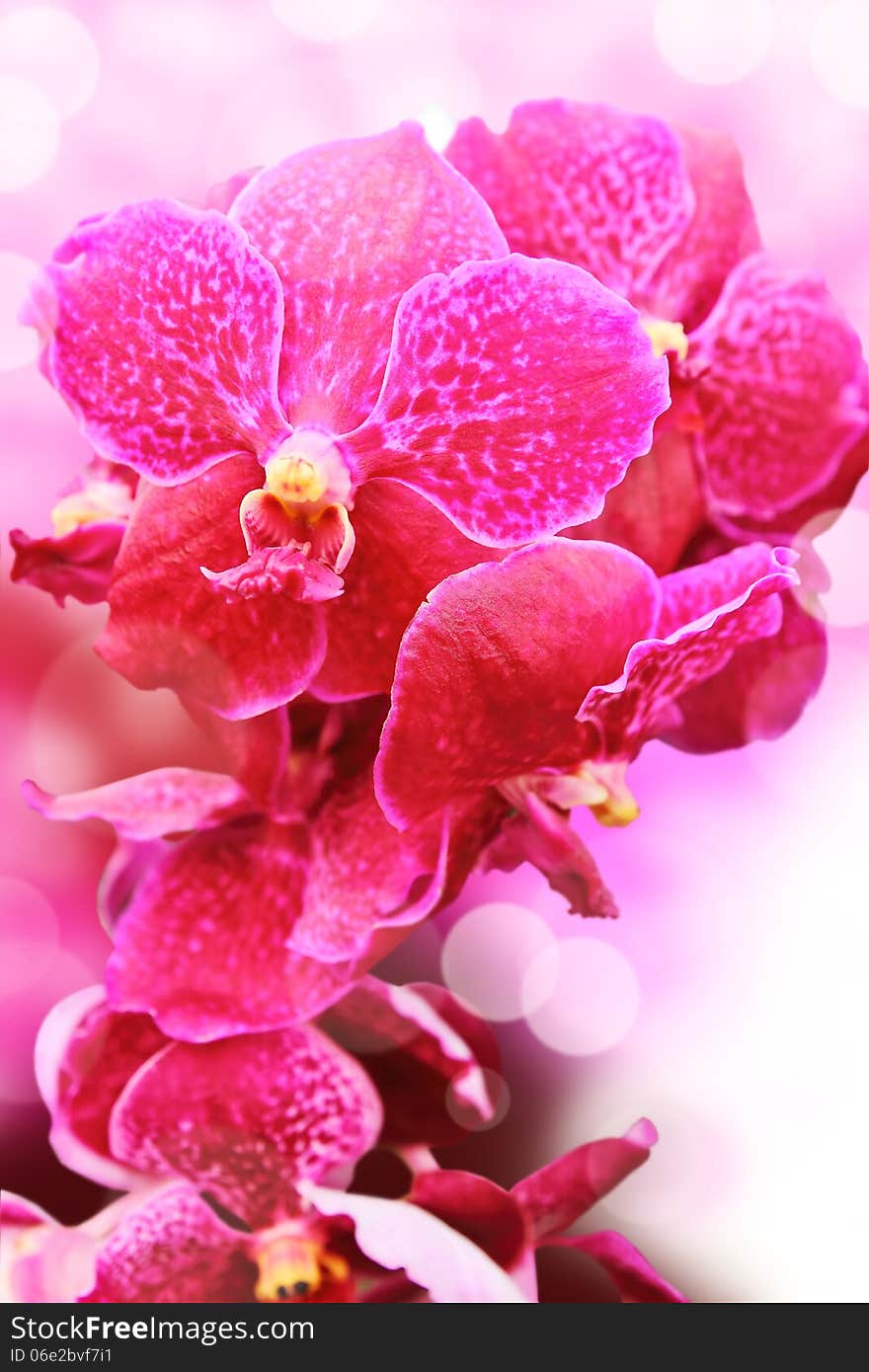 Flower orchids