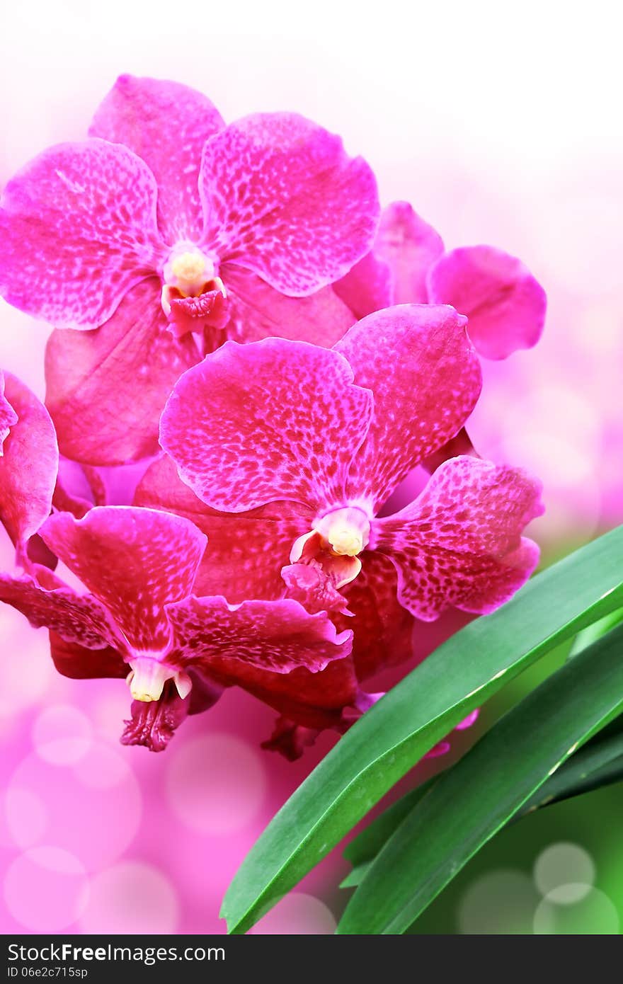 Closeup pink orchids flower