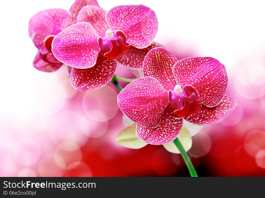 Orchids Flower