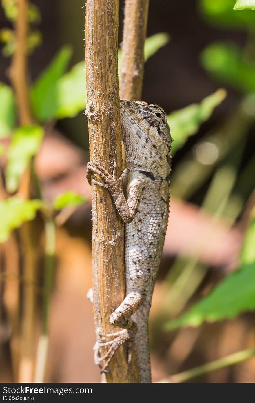 Close up of young lizard on the stem, Thailand