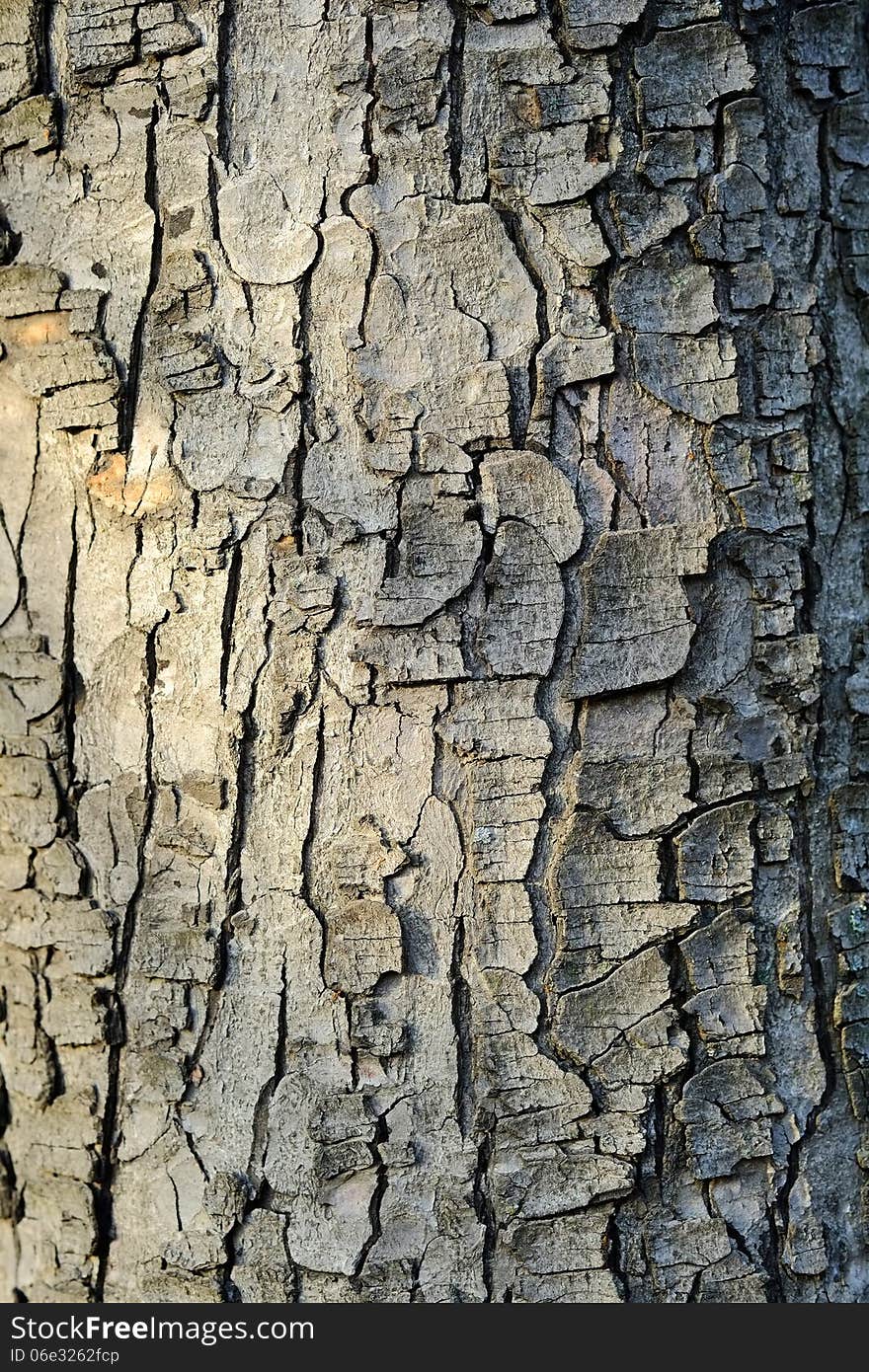 Tree bark wood texture closeup with cracks and red skin wood color tone. Tree bark wood texture closeup with cracks and red skin wood color tone