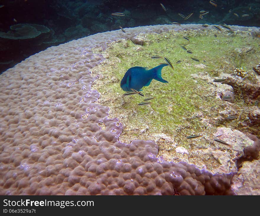 Coral and Blue fish. Snorkling on the Great Barrier Reef. Queensland. Australia. Coral and Blue fish. Snorkling on the Great Barrier Reef. Queensland. Australia.