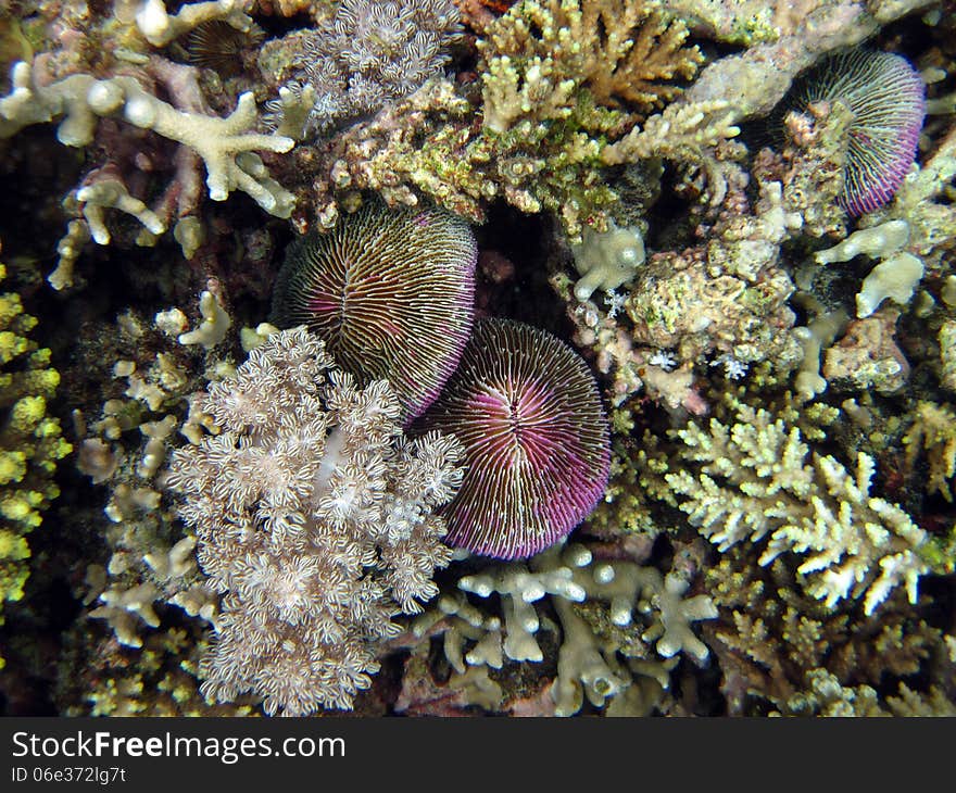 Sea ​​urchin and Coral. Great Barrier Reef