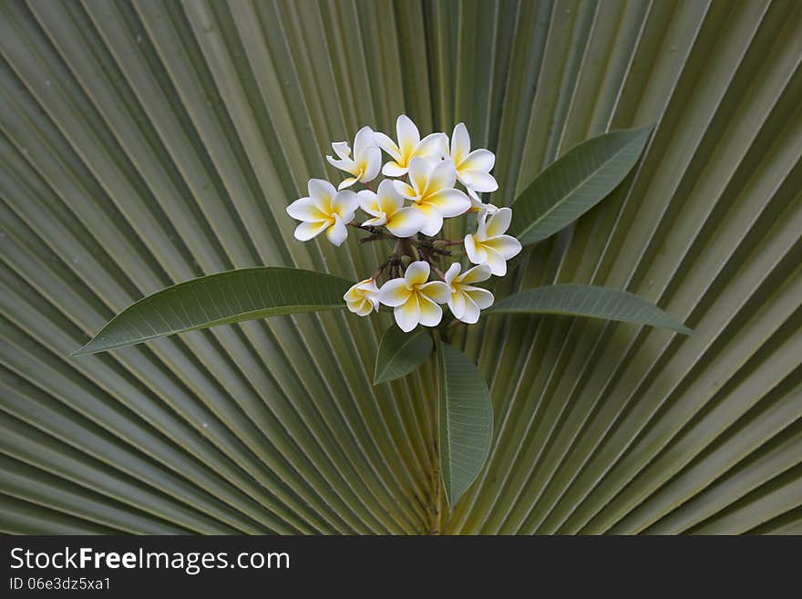 Frangipani on Fan Palm background