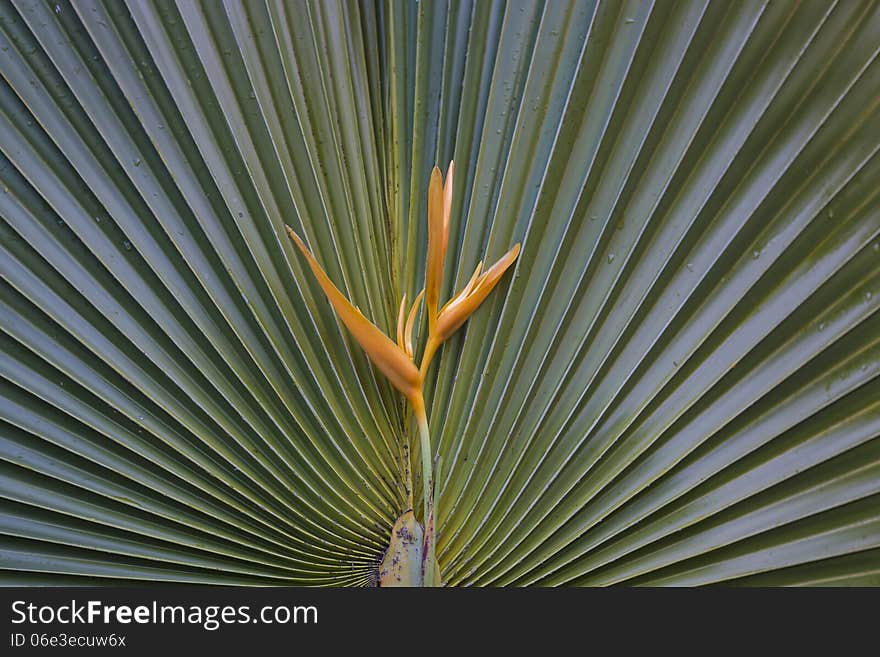 Yellow Heliconia with fan palm background. Yellow Heliconia with fan palm background