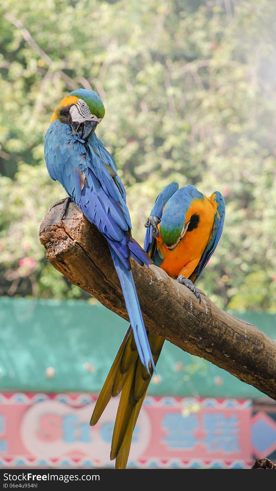 Parrot. The Blue and yellow Macaw (Ara ararauna).