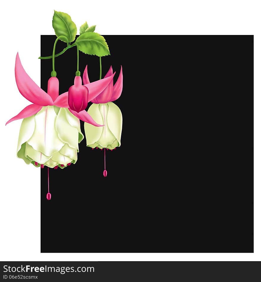 Japanese lantern flower names white pink with black background. Japanese lantern flower names white pink with black background.