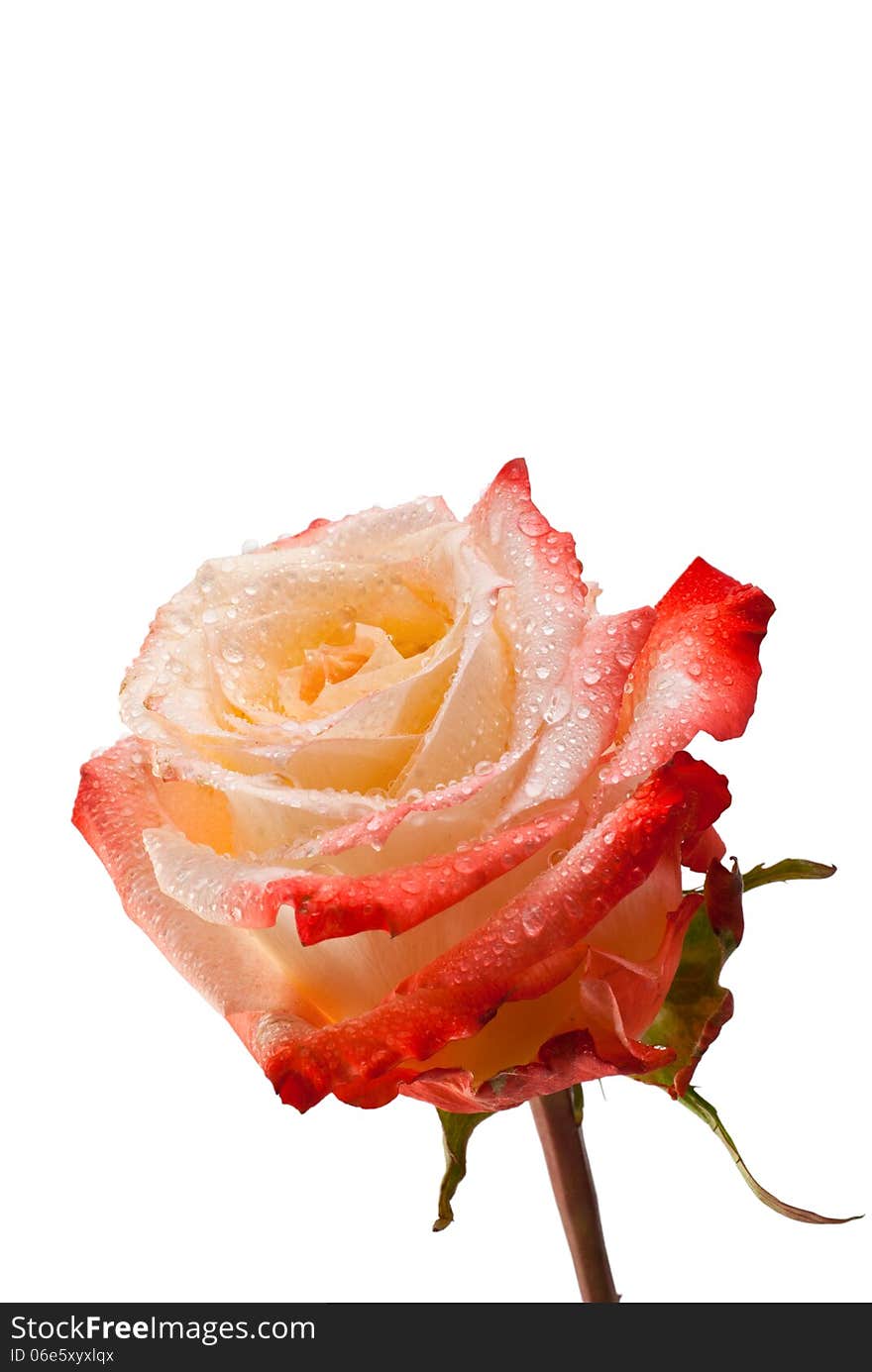 Beautiful rose isolated on white