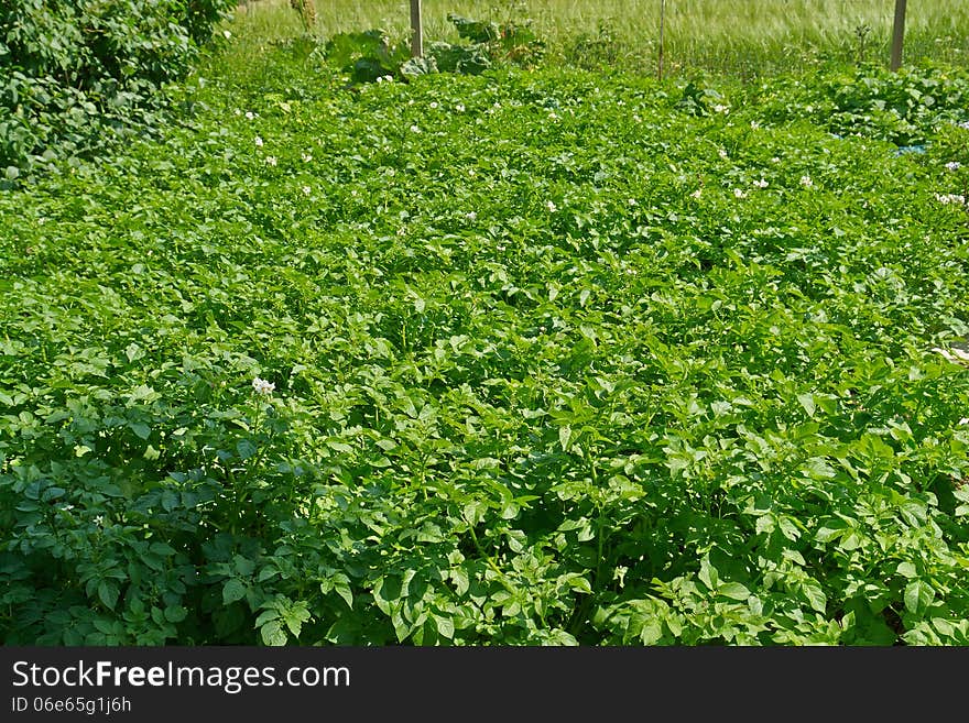 Home backyard vegetable garden