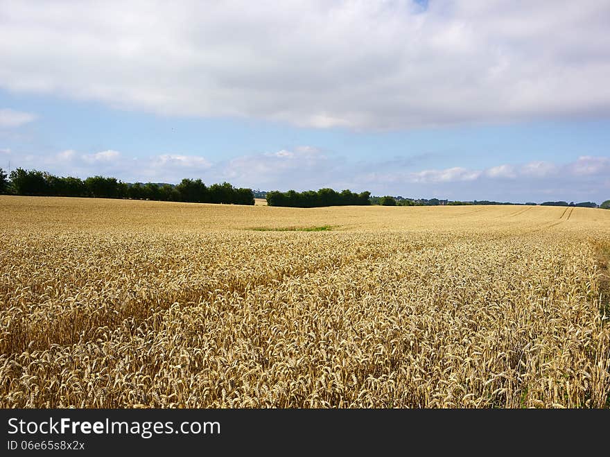 Wheat Field