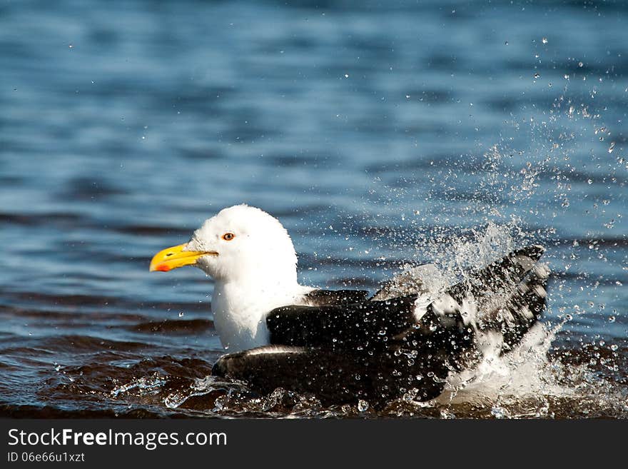 Seagull Splashing