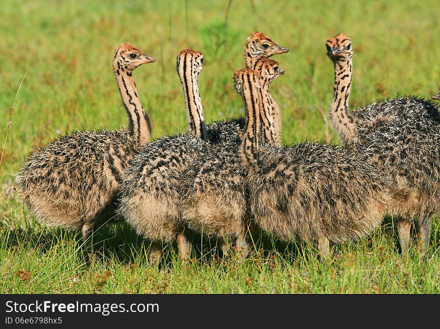 Baby ostrich chicks