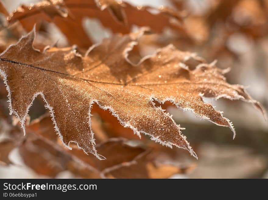 Frozen leaf on tree branch, closeup. Blurred background.