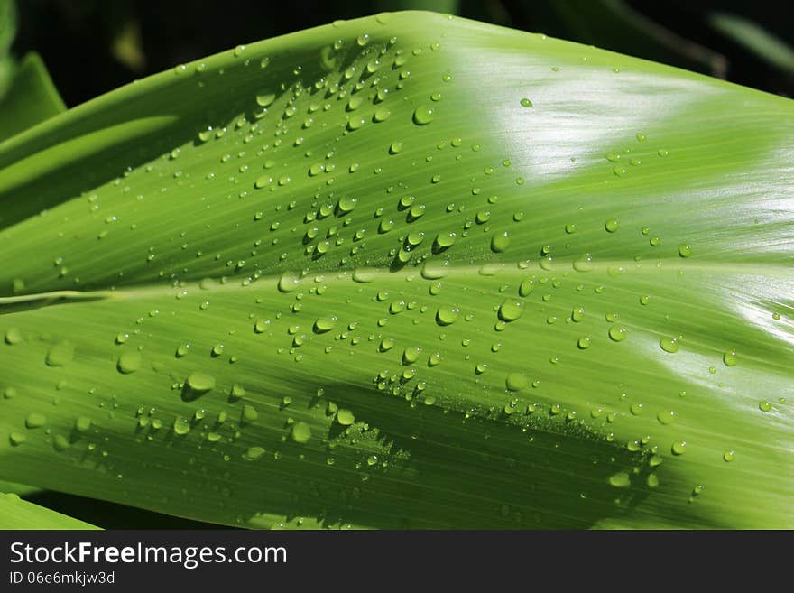 Dew on leaf