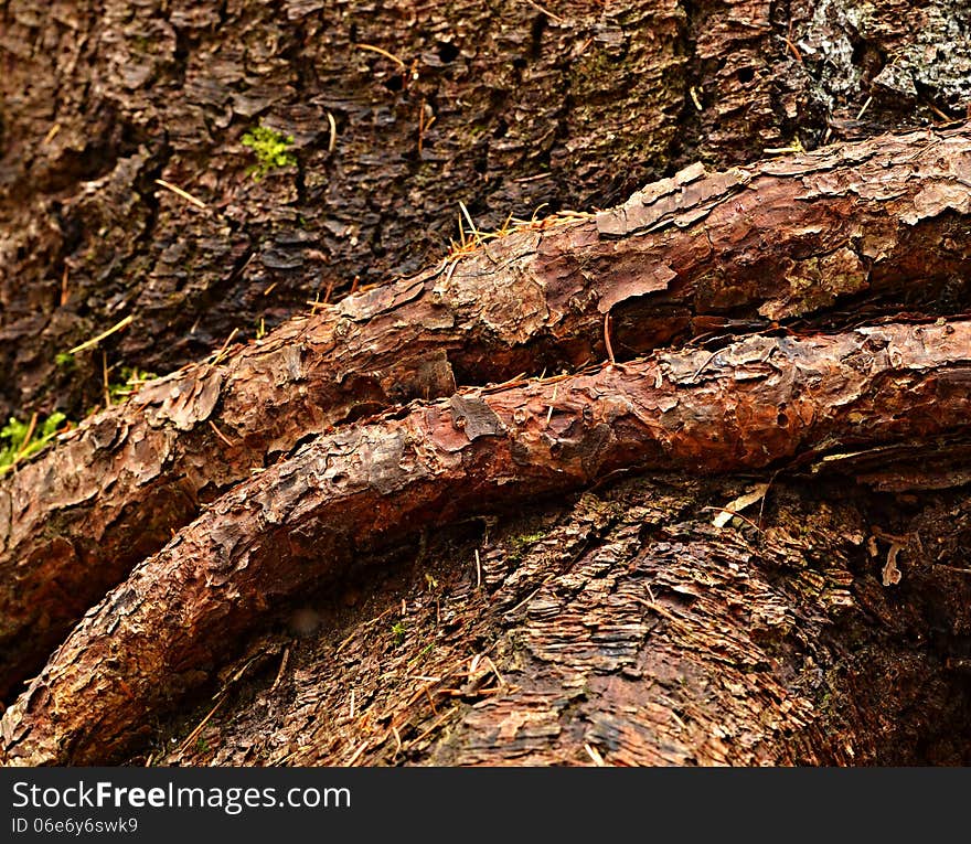 Background or texture brown belted strain of spruce own roots