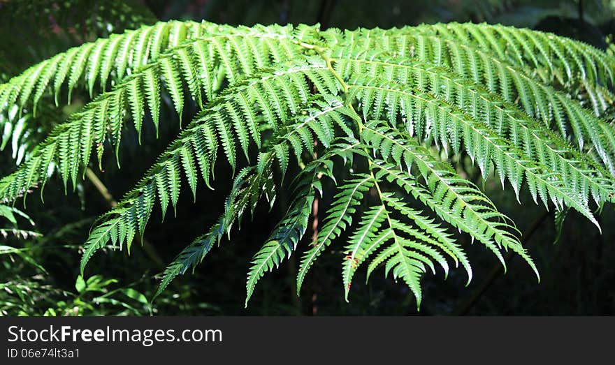 Fern