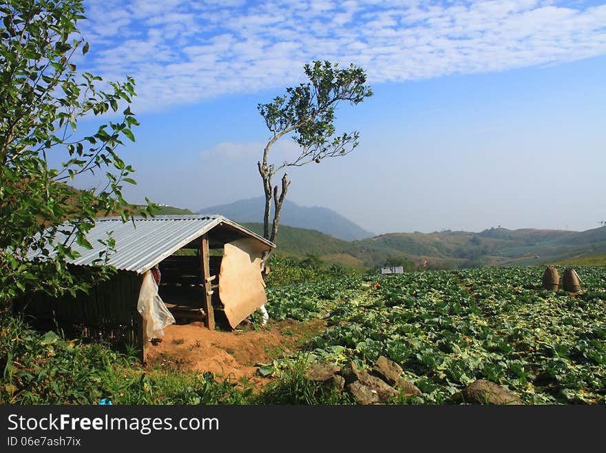 Cabin  in Cabbage agriculture fields