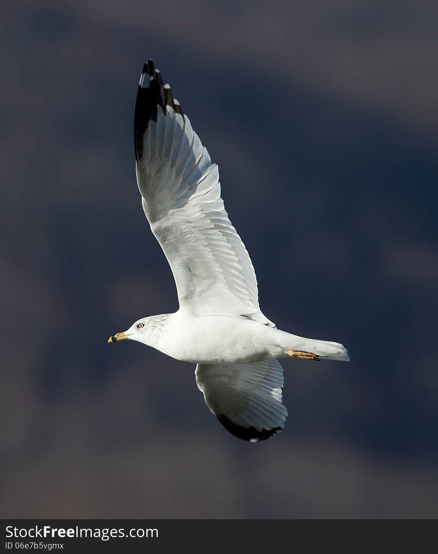 Ring-billed Gull (Larus delawarensis) in flight