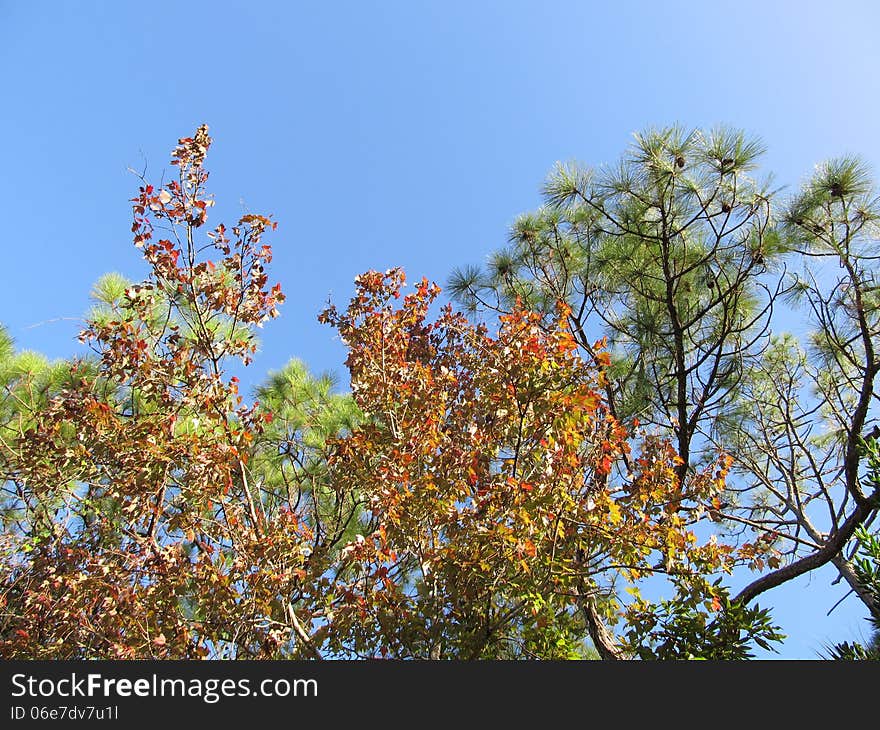 Red Maple and Slash Pine. Red Maple and Slash Pine