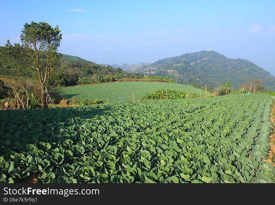 Cabbage agriculture fields