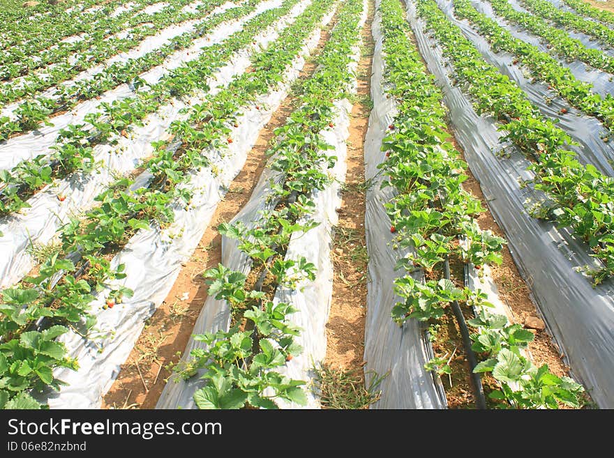 Organic Strawberries Field